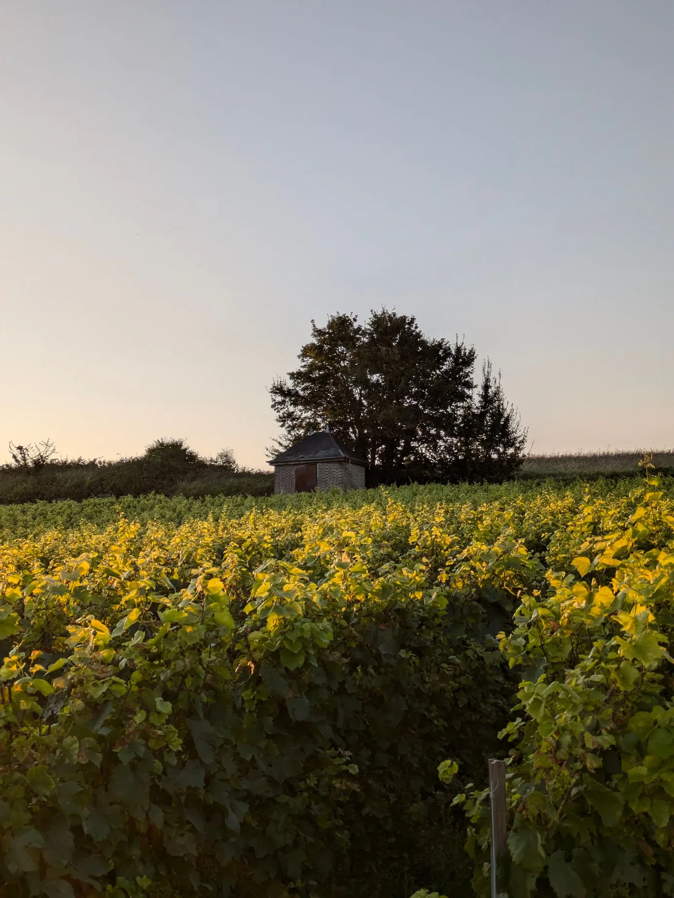 Taxi à Beaune