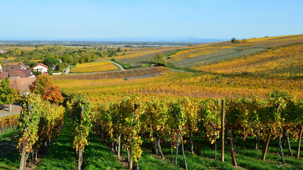 Rangs de vigne bourguignons