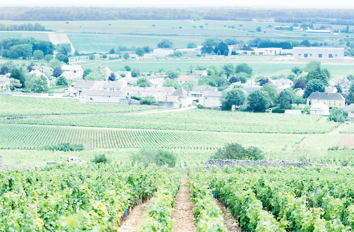 Panorama vignoble et village de Bourgogne