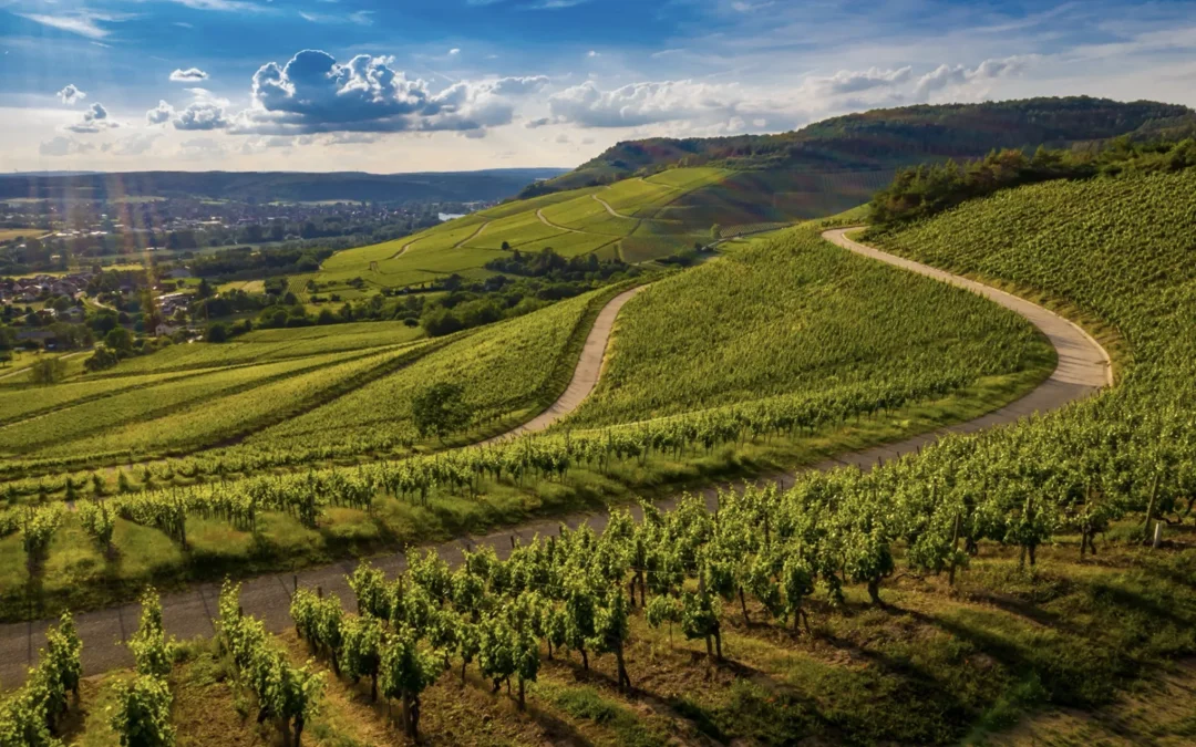 Voyager en Bourgogne avec chauffeur : 5 expériences à vivre en toute élégance